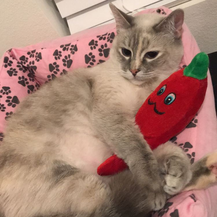 a picture of my cat sydney hugging her chili plush